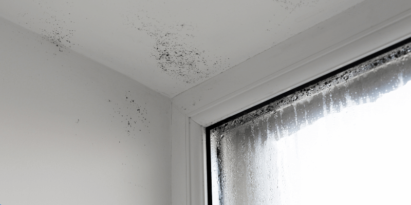 humidité fenêtre moisissure